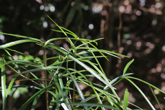 Atractocarpus chartaceus