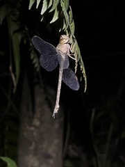 Gynacantha