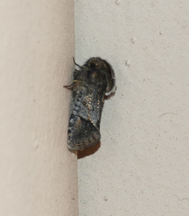 Acrolophus filicicornis