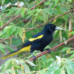 Cassiculus melanicterus