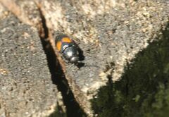 Drapetes mordelloides