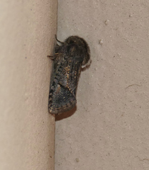 Acrolophus filicicornis