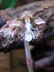 Anoectochilus regalis