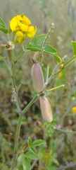 Crotalaria pumila