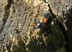 Drapetes mordelloides