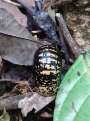 Arthrosphaera versicolor