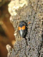 Drapetes mordelloides