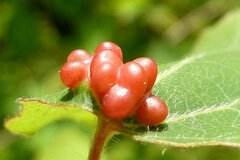 Harmandiola globuli