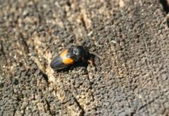 Drapetes mordelloides