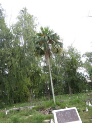 Pritchardia