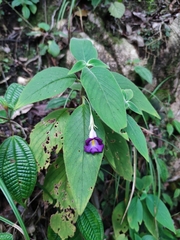Henckelia angusta