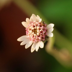 Tridax