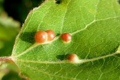 Harmandiola globuli