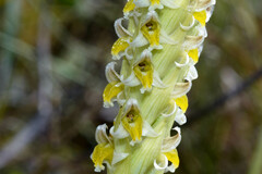 Brachystele dilatata