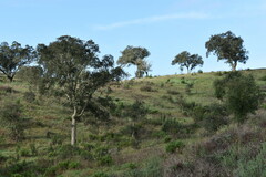 Quercus × avellaniformis