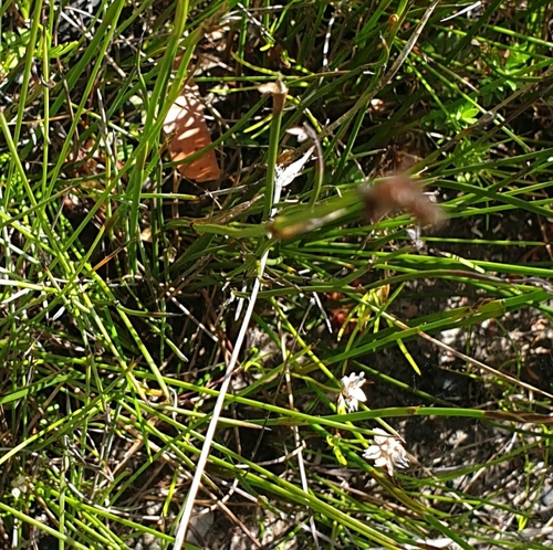 Image of Laxmannia gracilis by (c) Shelomi Doyle, some rights reserved (CC BY)