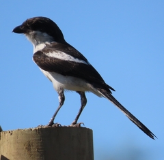 Lanius collaris collaris