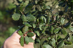 Quercus × avellaniformis