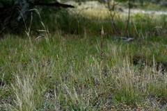 Brachystele camporum