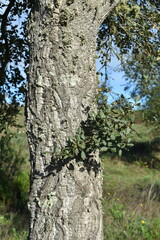 Quercus × avellaniformis