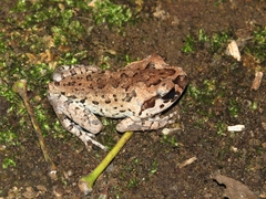 Leptobrachium hasseltii