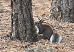 Sciurus aberti