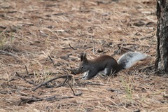 Sciurus aberti