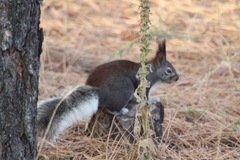 Sciurus aberti