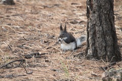 Sciurus aberti