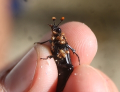 Nicrophorus nigrita