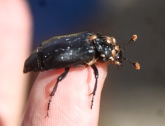 Nicrophorus nigrita