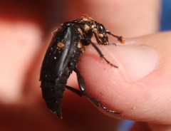 Nicrophorus nigrita