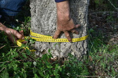 Quercus × avellaniformis