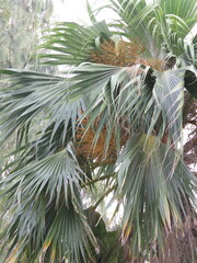 Pritchardia