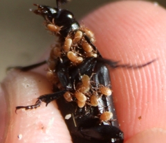 Poecilochirus