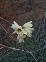 Eulophia welwitschii