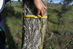 Quercus × avellaniformis