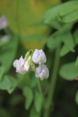 Lathyrus laetivirens