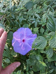 Ipomoea setosa melanotricha