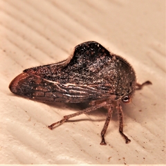 Telamona decorata