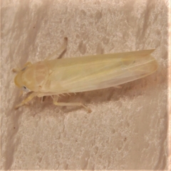 Typhlocybini