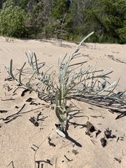 Cirsium pitcheri