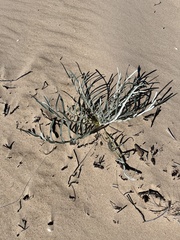 Cirsium pitcheri