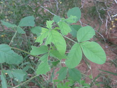 Crotalaria incana