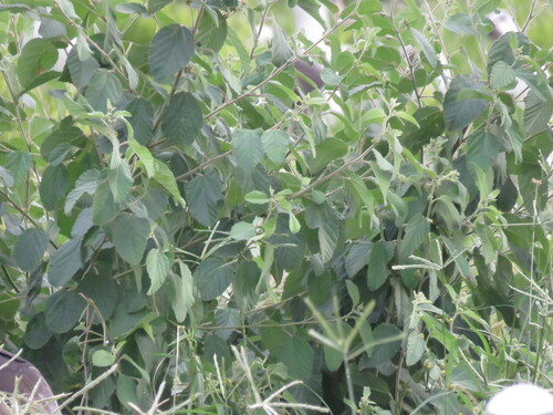 Waltheria indica observed 2022-11-20