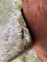 Compsocerus violaceus