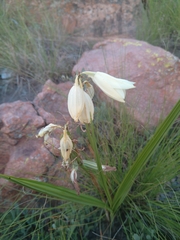 Eulophia welwitschii