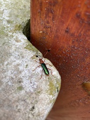 Compsocerus violaceus