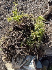 Asparagus asparagoides