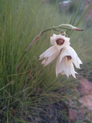 Eulophia welwitschii